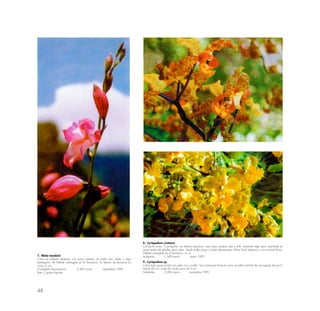 48
7.- Bletia mandonii
Crece en laderas abiertas, con poca sombra, en suelo rico, suelto y algo
pedregoso; de hábitat restringido en el Santuario. Su época de floración es
corta. 6 cm.
Ciudadela Machupicchu 2,400 msnm septiembre 1996
(foto: Ciprián Aguirre)
8.- Cyrtopodium cristatum
Conocido como “Cjuchipcha” en idioma quechua; crece bojo sombra rala y alta; ambiente algo seco, prendida en
parte media de árboles poco altos. Seudo bulbo largo y hojas abanicadas. Ramo floral disperso y con muchas flores.
Hábitat restringido en el Santuario; 4 cm.
Aobamba 1,500 msnm mayo 1990
9.- Cyrtopodium sp.
Crece bajo poca sombra en suelo rico y suelto. Sus numerosas flores en ramo se hallan al final de una espiga de por lo
menos 60 cm, cada flor mide cerca de 3 cm.
Aobamba 2,000 msnm noviembre 1990
 