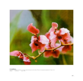 49
10.- Cyrtochilum sp.
Especie poco difundida en el Santuario, crece bajo sombra de bosque ralo, alto y fresco; florece en una espiga que sobrepasa los 2 metros. 4 cm.
lntipunku 2,550 msnm marzo 1990
 