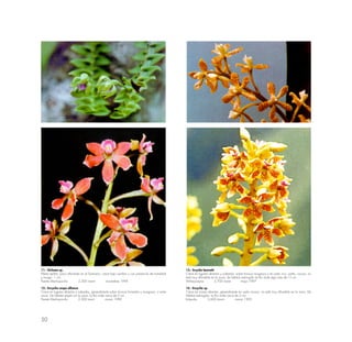 50
11.- Dichaea sp.
Planta epifita; poco difundida en el Santuario; crece bajo sombra y con presencia de humedad
y musgo. 1 cm.
Puente Machupicchu 2,200 rnsnm noviembre 1994
12.- Encyclia vespa alliance
Crece en lugares abiertos y soleados, generalmente sobre troncos húmedos y musgosos, o entre
rocas. De hábitat amplío en la zona, la flor mide cerca de 2 cm.
Puente Machupicchu 2,200 msnn marzo 1990
13.- lncyclia bennetti
Crece en lugares abiertos y soleados, sobre troncos musgosos o en suelo rico, suelto, rocoso; no
está muy difundido en la zona; de hábitat restringido la flor mide algo más de l.5 cm.
Wiñaywayna 2,700 msnm mayo 1997
14.- Encyclia sp.
Crece en zonas abiertas, generalmente en suelo rocoso, no está muy difundido en la zona. De
hábitat restringido. La flor mide cerca de 2 cm.
lntipunku 2,600 msnm marzo 1993
 