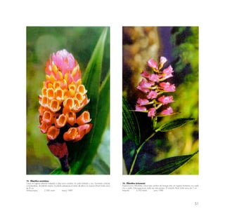 51
15.- Elleanthus aurantiaca
Crece en lugares abiertos soleados o bajo poca sombra; en suelo húmedo y rico, formando colonias
considerables; de hábitat amplio; la planta sobrepasa el metro de altura; la mazorca floral mide cerco
de l0 cm.
Wiñaywayna 2,500 msnm marzo 1989
16.- Elleanthus turturaceos
Especie poco difundida; crece bajo sombra de bosque alto, en lugares húmedos con suelo
rico y suelto. Esta especie es cada vez más escasa. El conjunto floral mide cerca de 7 cm.
lntipunku 2,700 msnm junio 1989
 