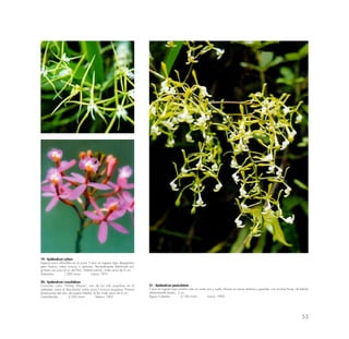 53
19.- Epidendrum cyliare
Especie poco difundida en la zona. Crece en lugares algo despejados
pero frescos; sobre troncos o peñones. Recientemente distribuida por
primera vez para el sur del Perú. Hábitat estricto, mide cerca de 6 cm.
Aobamba 1,500 msnm marzo 1975
20.- Epidendrum crassilabium
Conocido como “Wiñay Wayna”; uno de los más populares en el
ambiente; crece al descubierto; sobre rocas o troncos musgosos. Florece
buena parte del año; de amplio hábitat; la flor mide cerca de 2 cm.
Cedrobamba 2,200 msnm febrero 1992
21.- Epidendrum paniculatum
Crece en lugares bajo sombra rala; en suelo rico y suelto; florece en ramos abiertos y grandes, con muchas flores; de hábitat
relativamente amplio. 2 cm.
Aguas Calientes 2,100 msnm marzo 1994
 