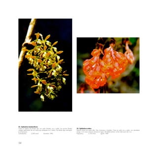 54
22.- Epidendrum bambuciforme
Crece en lugares de bosque ralo; con suelo húmedo, rico y suelto. Los racimos florales
cuelgan espaciados de una varilla que sobrepasa los 2 metros. De hábitat algo restringido
en el Santuario.
Cedrobarnba 2,200 msnm diciembre 1990
23.- Epidendrum ardens
Especie propia de zonas altas, frías, brumosas y húmedas. Crece en suelo rico y suelto, con abundante
musgo; o en rocas o troncos cercanos al agua. De hábitat estricto. La flor mide cerca de 2 cm.
Paqaymayu 3,750 msnm agosto 1989
 