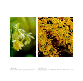 55
24.- Epidendrum sp.
Planta delicada y de pocas flores; crece bajo sombro alta; en suelo rico y suelto;
de hábitat restringido en la zona. La flor mide cerca de 2 cm.
lntipata 2,400 msnm febrero 1989
25.· Epidendrum coronatum
Planta con abundante floración; crece en lugares abiertos o bajo poca sombra; algo secos; prendida en troncos o
muros. Hábitat restringido. 2 cm.
Paucarcancha 3,450 msnm octubre 1988
 