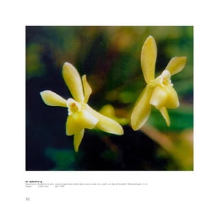 56
26.- Epidendrum sp.
Especie poco difundida en la zona, crece en lugares bajo sombra algo oscura; en suelo rico y suelto, con algo de humedad. Hábitat restringido. 2 cm.
lntipata 2,600 msnm abril 1988
 