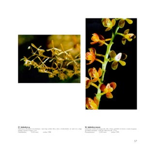 57
27.- Epidendrum sp.
Planta poco difundida en el Santuario; crece bajo sombra alta y rala o al descubierto; en suelo rico y algo
húmedo; próximo al agua. 2 cm.
Wayllabamba 3,250 msnm octubre 1988
28.- Epidendrum mancum
Crece bajo sombra de bosque ralo, alto y fresco; prendido en troncos o ramas musgosas.
De hábitat restringido. Cada flor mide cerca de 1.5 cm.
Phuyupatamarca 3,200 msnm octubre 1990
 