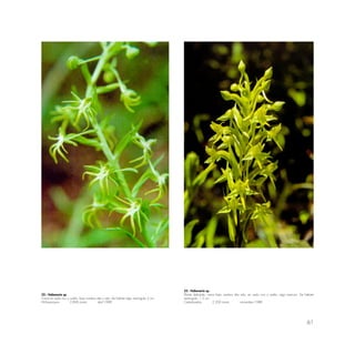 61
32.- Habenaria sp.
Crece en suelo rico y suelto; bajo sombra alto y ralo; de hábitat algo restringido 2 cm.
Wiñaywayna 2,800 msnm abril 1989
33.- Habenaria sp.
Planta delicada; crece bajo sombra alta rala; en suelo rico y suelto; algo arenoso. De hábitat
restringido. 1.5 cm.
Cedrobamba 2,200 msnrn noviembre 1988
 