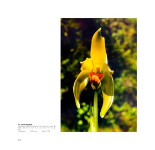 62
34.- Lycaste longipetala
Crece bajo sombra de bosque ralo; en suelo rico y suelto; de
hábitat relativamente amplio en lo zona. La flor mide cerca de
8 cm.
Pampaqawa 2,400 rnsnm febrero 1989
 