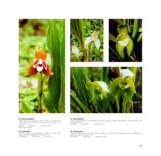 63
35.- Lycaste macrophyla
Planta propia de lo zona baja, crece en suelo rico y suelto; bajo
sombra rala o al descubierto; suele presentarse variaciones en la
coloración. 6 cm.
Mándor 1,800 msnm noviembre 1990
(Foto: Ciprián Aguirre)
37.- Lycaste fimbriata
Crece en lugares abiertos y poco sombreados; en suelo rico humoso y musgoso, algo arenoso. De hábitat amplio. La flor
mide cerca de 6 cm.
Aobamba 2,000 msnm noviembre 1990
38.- Lycaste locusta
Crece en lugares abiertos o con poca sombra; en suelo rico y suelto; la flor es ligeramente carnoso y quebradizo. De
hábitat algo amplio en la zona. 6 cm.
Wiñaywayna 2,850 msnm septiembre 1988
36.- Lycaste ciliata
Crece en lugares pocos sombreados, con suelo rico, suelto y algo
arenoso. De hábitat amplio en la parte baja. 6 cm.
Choquesuysuy 2,200 msnm mayo 1993
 