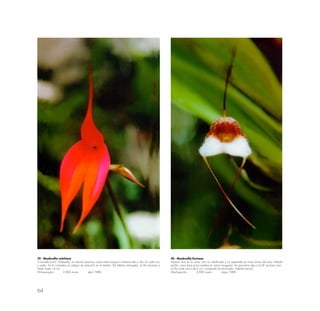 64
39.- Masdevallia veitchiana
Conocida como “Waqanky” en idioma quechua; crece entre bosque o matorral alto y ralo; en suelo rico
y suelto. Se le considera en peligro de extinción en el ámbito. De hábitat restringido. La flor alcanza a
medir hasta 14 cm.
Wiñaywayna 2,800 msnm abril 1988
40.- Masdevallia Karineae
Especie rara en la zona; aún no clasificada y no reportada en otras zonas del país; hallada
epifita; crece bajo poca sombra en ramas musgosas. Se aproxima algo a la M. eucharis Luer.
La flor mide cerca de 6 cm. incluyendo las terminales. Hábitat estricto.
Machupicchu 2,800 msnm mayo 1988
 