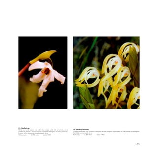 65
41.- Maxillaria sp.
Planta propia de lugares con sombra de bosque tupido alto y húmedo; crece
prendido en árboles y troncos musgosos; de hábitat restringido; no es muy común en
la zona. La flor se presenta siempre volteada. 6 cm.
Wiñaywayna 2,700 msnm marzo 1990
42.- Maxillaria floribunda
Crece en zonas altas, frías, húmedas y brumosas; en suelo musgoso; al descubierto; se halla también en pedregales.
De hábitat muy restringido. 6 cm.
Runkuraqay 3,800 msnm marzo 1992
 