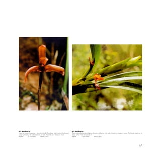 67
44.- Maxillaria sp.
Crece en ramas musgosas y altas de árboles frondosos; bajo sombra de bosque
tupido y húmedo. De hábitat estricto; no está difundida en el Santuario 6 cm.
lntipata 2,700 msnm febrero 1992
45.- Maxillaria sp.
Planta vistosa frecuente en lugares abiertos y soleados, con suelo húmedo y musgoso, rocoso. De hábitat amplio en la
zona. La flor mide cerca de 2 cm.
lntipata 2,650 msnm marzo 1992
 