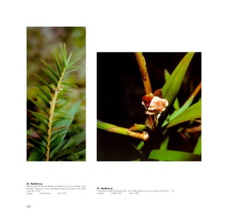 68
46.- Maxillaria sp.
Planta propia de lugares abiertos y soleados o con poca sombra; suelo
húmedo, musgoso y rocoso. De hábitat amplio en la zona. La flor mide
cerca de 15 cm.
Intipata 2,600 msnm abril 1993
47.- Maxillaria sp.
Crece bajo sombra de bosque ralo; casi al descubierto; no es muy común en la zona. 1 cm.
lntipunku 2,800 msnm marzo 1992
 