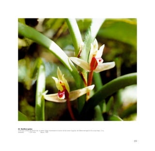 69
48.- Maxillaria equitans
Crece bajo sombra de bosque ralo. La planta cuelga vistosamente en racimos de las ramas musgosas; de hábitat restringido en las zonas bajas. 2 cm.
Aobamba 1,550 msnm febrero 1992
 