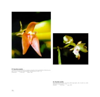 70
49.- Myoxanthus serripetalus
Crece bajo sombra de bosque alto; se presenta en pequeñas colonias generalmente al borde de cercos,
junto a troncos o piedras con musgo abundante. Poco frecuente en la zona. 2 cm.
Wiñaywayna 2,700 msnm febrero 1989
50.- Oeceoclades macullata
Planta propia de zonas bajas; crece bajo sombra algo tupida y alta; en suelo rico y suelto.
Tiene hojas carnosas y duras. 1.5 cm.
Aobamba 1,650 msnm mayo 1990
 