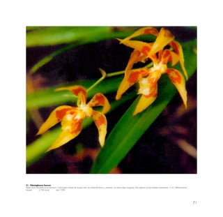 71
51.- Odontoglossum lacerum
Planta poco frecuente en el Santuario. Crece bajo sombra de bosque ralo; en ambiente fresco y ventilado, en ramas algo musgosas. Esta especie no fue hallada nuevamente. 5 cm. Hábitat estricto.
lntipata 2,700 msnm abril 1990
 