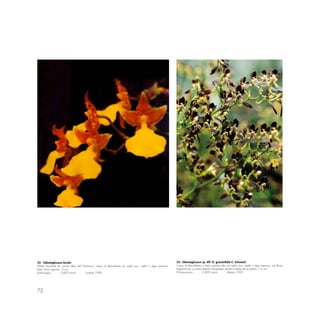 72
52.- Odontoglossum bicolor
Planta frecuente en zonas altas del Santuario; crece al descubierto en suelo rico, suelto y algo arenoso;
bajo clima riguroso. 3 cm.
Runkuraqay 3,800 msnm octubre 1990
53.- Odontoglossum sp. Aff. O. graminifolia C. Schweinf
Crece al descubierto o bajo sombra rala, en suelo rico, suelto y algo arenoso, sus flores
dispersas en un ramo abierto sobresalen desde la base de la planta. 1.5 cm.
Wiñaywayna 2,800 msnm febrero 1992
 