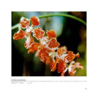 73
54.- Oncidium zebrinum (Cyrtochitum)
Especie vistosa por su conformación; florece 4 o 6 piezas distribuidas en una suerte de argollas repetidas cada 20 cm. sujetas en una extensa varilla. Crece bajo sombra de bosque alto, en troncos o ramas
musgosas. Hábitat restringido. 5 cm.
Wiñaywayna 2,900 msnm octubre 1988
 