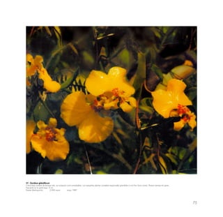 75
57.- Oncidium globuliferum
Crece bajo sombra de bosque ralo; se comporta como enredadera, con pequeñas plantas completas espaciadas prendidas a una fino liana común; florece siempre en pares.
Frecuente en la parte baja. 4 cm.
Puente Machupicchu 2,000 msnm mayo 1987
 