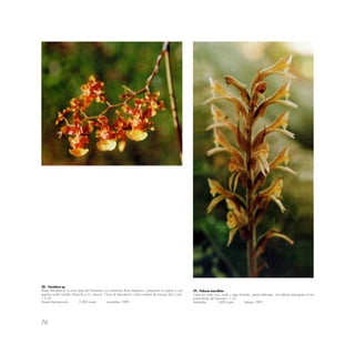 76
58.- Oncidium sp.
Planta frecuente en la zona baja del Santuario; sus numerosas flores dispersas y pequeñas se sujetan a una
extensa varilla voluble. Parecido a O. retusum. Crece al descubierto o bajo sombra de bosque alto y ralo.
1.5 cm.
Puente Machupicchu 2,400 rnsnm noviembre 1990
59.- Pelexia macullata
Crece en suelo rico, suelto y algo húmedo; planta delicada, con hábitat restringido en las
partes bajas del Santuario. 1 cm.
Aobamba 1,600 rnsnm febrero 1992
 