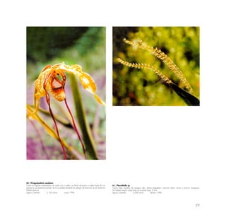 77
60.- Phragmipedium caudatum
Crece en lugares sombreados, en suelo rico y suelto, sus flores alcanzan a medir hasta 60 cm.
gracias a sus extensas caudas. Se la considera también en peligro de extinción en el Santuario.
Hábitat estricto.
Aguas Calientes 2,100 msnm mayo 1994
61.- Pleurothallis sp.
Crece bajo sombra de bosque alto; forma pequeñas colonias sobre rocas y troncos musgosos.
De hábitat amplio sobre todo en la parte baja. 8 mm.
Aguas Calientes 2,000 msnm febrero 1990
 