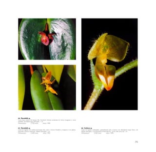 79
64.- Pleurothallis sp.
Crece bajo sombra de bosque alto, formando colonias numerosas en troncos musgosos o rocas
húmedas, de hábitat algo restringido. 1 cm.
Wiñaywayna 2,700 msnm marzo 1990
65.- Pleurothallis sp.
Crece en lugares con sombra de bosque alto; junto o troncos húmedos y musgosos o en grietas,
formando colonias numerosas. Hábitat restringido.1 cm.
Wiñaywayna 2,600 msnm marzo 1992
66.- Ponthieva sp.
Crece en lugares sombreados, generalmente junto a troncos con abundante musgo fresco, de
hábitat restringido, no es frecuente en Machupicchu. La flor mide cerca de 1 cm.
Wiñaywayna 3,000 msnm marzo 1998
 