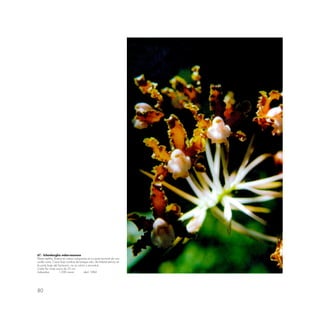 80
67.- Schomburgkia webervauerana
Planta epifita; florece en ramas compactas en la porte terminal de una
varilla corta. Crece bajo sombra de bosque ralo; de hábitat estricto en
la parte baja del Santuario; no se volvió o encontrar.
Cada flor mide cerca de 25 cm.
Aobamba 1,500 msnm abril 1984
 