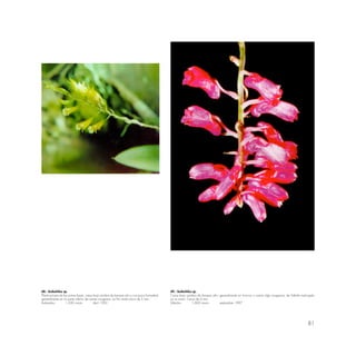 81
68.- Scelochilus sp.
Planta propia de las zonas bajas; crece bajo sombra de bosque ralo y con poca humedad;
generalmente en la parte inferior de ramas musgosas. La flor mide cerca de 5 mm.
Aobamba 1,500 msnm abril 1992
69.- Scelochilus sp.
Crece bajo sombra de bosque alto; generalmente en troncos o ramas algo musgosas; de hábitat restringido
en su zona. Cerca de 6 mm.
Mándor 1,800 msnm septiembre 1997
 