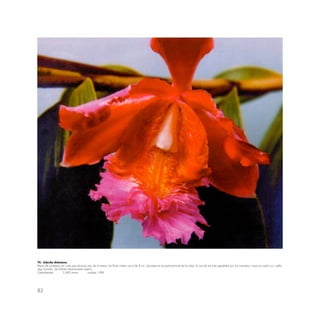 82
70.- Sobralia dichotoma
Planta de contextura en caña que alcanza más de 4 metros; las flores miden cerca de 8 cm. ubicadas en la parte terminal de la caña. Es una de las más agredidas por los incendios; crece en suelo rico, suelto,
algo húmedo. De hábitat relativarnente amplio.
Cedrobamba 2,400 msnm octubre 1986
 