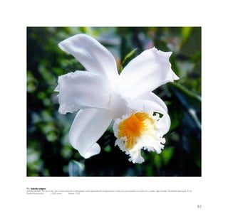 83
71.- Sobralia satigera
Llamada también “flor de un día” por su poca duración y delicadeza; crece generalmente al descubierto o bajo muy poca sombra, en suelo rico y suelto, algo húmedo. De hábitat restringido. 8 cm.
Puente Machupicchu 2,000 msnm febrero 1992
 