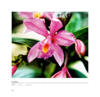 84
72.- Sobralia sp.
Planta con características similares a S. dichotoma; crece bajo poca sombra o al descubierto; en suelo rico, algo arenoso y suelto. El labelo no se despliega. La flor mide cerca de 6 cm. De hábitat sumamente
restringido.
Mándor 2,300 msnm noviembre 1982
 