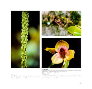 87
76.- Stenoptera sp.
Crece sobre rocas, al descubierto o bajo poca sombra de bosque ralo; en ambiente
algo secarrón. La espiga floral mide cerca de 16 cm. De hábitat sumamente restringido.
Llullucha 3,600 msnm abril 1990
77.- Stelis ciliaris
Crece en lugares abiertos o con poca sombra; generalmente sobre rocas y ramos musgosos o con líquenes, formando
pequeñas colonias. De hábitat restringido. Cada flor mide cerca de 5 mm.
lntipata 2,800 msnm marzo 1990
78.- Telipogon papilio
Crece bajo sombra de bosque tupido, húmedo y sombrío; generalmente en la parte axilar de ramas musgosas.
Poco frecuente en el Santuario. Su hábitat estricto se halla hoy en peligro de ser alterado. Es poco frecuente
en la zona. 6 cm.
lntipata 3,000 msnm junio 1990
 