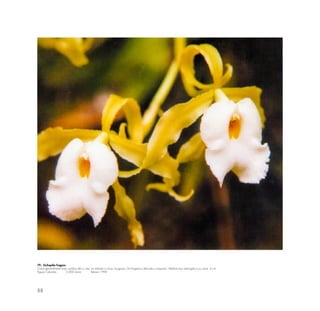 88
79.- Trichopilia fragans
Crece generalmente bajo sombra alta y rala; en árboles o rocas musgosas. De fragancia delicada y exquisita. Hábitat muy restringida a su zona. 6 cm.
Aguas Calientes 2,000 msnm febrero 1990
 