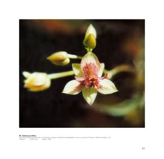 89
80.- Trichoceros parviflorus
Crece bajo sombra de bosque ralo; en ramas poco musgosas. Despide olor desagradable; no es muy común en el Santuario. Hábitat restringido. 2 cm.
Patallacta 2,800 msnm febrero 1988
 