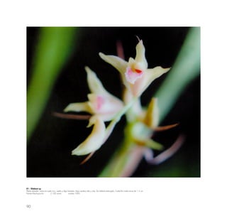 90
81.- Xilobium sp.
Planta terrestre, crece en suelo rico, suelto y algo húmedo; bajo sombra alta y rala. De hábitat restringido. Cada flor mide cerca de 1.5 cm.
Puente Machupicchu 2,100 msnm octubre 1993
 