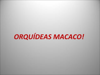 ORQUÍDEAS MACACO!



                    1
 