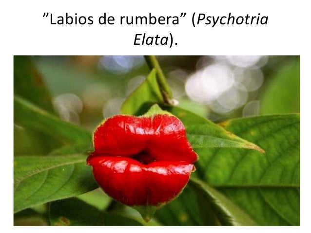 Orquídeas Que Parecen Otra Cosa