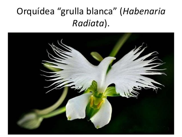 Orquídeas Que Parecen Otra Cosa