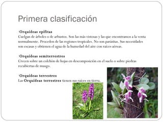 Primera clasificación Orquídeas epífitas Cuelgan de árboles o de arbustos. Son las más vistosas y las que encontramos a la venta normalmente. Proceden de las regiones tropicales. No son parásitas. Sus necesidades son escasas y obtienen el agua de la humedad del aire con raíces aéreas. Orquídeas semiterrestres Crecen sobre un colchón de hojas en descomposición en el suelo o sobre piedras recubiertas de musgo. Orquídeas terrestres Las  Orquídeas terrestres  tienen sus raíces en tierra. 