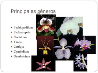 Principales géneros Paphiopedilum Phalaenopsis Oncidium Vanda Cattleya Cymbidium Dendrobium 
