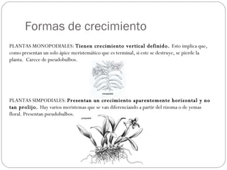 Formas de crecimiento PLANTAS MONOPODIALES:  Tienen crecimiento vertical definido.  Esto implica que, como presentan un solo ápice meristemático que es terminal, si este se destruye, se pierde la planta.  Carece de pseudobulbos. PLANTAS SIMPODIALES:  Presentan un crecimiento aparentemente horizontal y no tan prolijo.  Hay varios meristemas que se van diferenciando a partir del rizoma o de yemas floral. Presentan pseudobulbos. 