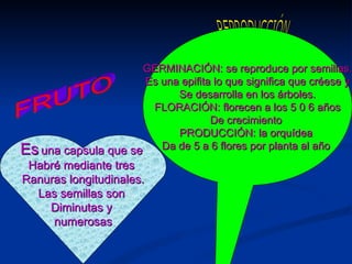 Es   una capsula que se  Habré mediante tres  Ranuras longitudinales. Las semillas son  Diminutas y  numerosas GERMINACIÓN: se reproduce por semillas. Es una epifita lo que significa que créese y Se desarrolla en los árboles. FLORACIÓN: florecen a los 5 0 6 años De crecimiento  PRODUCCIÓN: la orquídea  Da de 5 a 6 flores por planta al año  