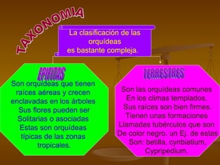 La clasificación de las orquídeas  es bastante compleja.   Son orquídeas que tienen  raíces aéreas y crecen  enclavadas en los árboles  Sus flores pueden ser Solitarias o asociadas  Estas son orquídeas  típicas de las zonas  tropicales. Son las orquídeas comunes  En los climas templados,  Sus raíces son bien firmes. Tienen unas formaciones  Llamadas tubérculos que son  De color negro. un Ej. de estas Son: betilla, cynbiatium, Cypripedium.  EPIFITAS TERRESTRES TAXONOMIA 