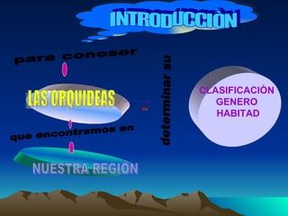 LAS ORQUIDEAS NUESTRA REGIÒN para conoser INTRODUCCIÒN que encontramos en determinar su c CLASIFICACIÒN  GENERO  HABITAD 