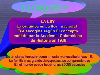 LA ORQUÍDEA  LA LEY  La orquídea es La flor  nacional.  Fue escogida según El concepto  emitido por la Academia Colombiana  de Historia en 1936 Es un planta terrestre común mente monocotiledoneas . Es  La familia mas grande de especies, se comprende que  En el mundo puede haber unas 25000 especies  