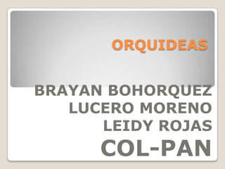  ORQUIDEAS BRAYAN BOHORQUEZ LUCERO MORENO LEIDY ROJAS COL-PAN 