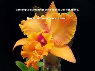 Contempla el amanecer por lo menos una vez al año. תתבונן בשחר לפחות פעם בשנה   