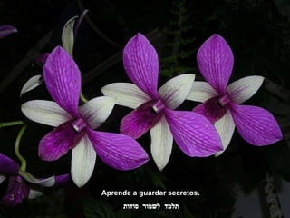 Aprende a guardar secretos.  תלמד לשמור סודות 