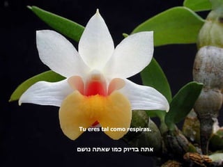 Tu eres tal como respiras. אתה בדיוק כמו שאתה נושם 