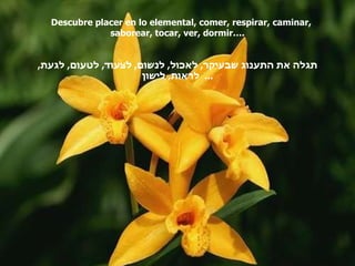 Descubre placer en lo elemental, comer, respirar, caminar, saborear, tocar, ver, dormir…. תגלה את התענוג שבעיקר ,  לאכול ,  לנשום ,  לצעוד ,  לטעום ,  לגעת ,  לראות ,  לישון   ... 