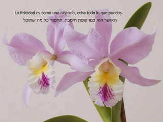La felicidad es como una alcancía, echa todo lo que puedas. האושר הוא כמו קופת חיסכון ,  תחסוך כל מה שתוכל 